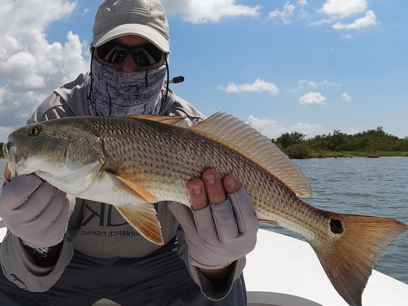Indian River Lagoon Redfish